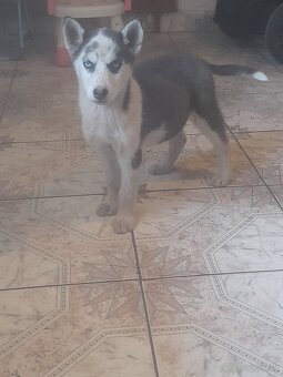 Šteniatka sibírsky husky - 4
