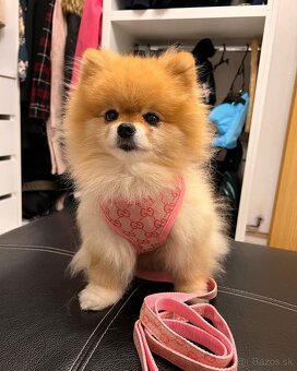 Pomeranian mini šable - 4