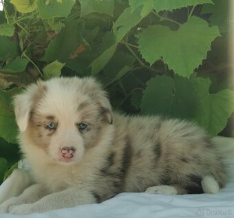 Border Collie, kolia - 4