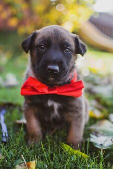 Šteniatka belgický ovčiak malinois s PP - 4
