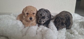 Trpaslíci pudel - 4