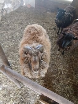 Ousseantska ovca mini ovca a barancek - 4