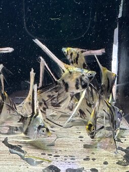 🐠 Skalár biely – Marble Longfin (mladé) - 4