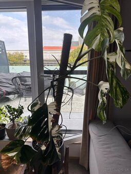 Monstera albo - 4