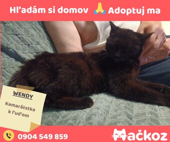 WENDY - Darujem mačičku / Darujem mačku - 4