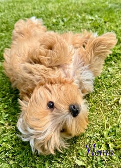 Golddust Yorkshire Terrier - 4