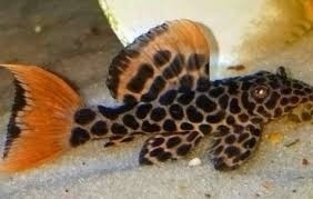 Wolf fish (Hoplias malabaricus)+mix - 4