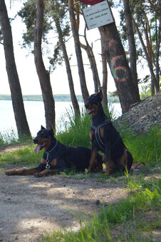 Doberman - šteniatka - 4