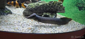 Myleus schomburgkii “Blackberry“ - 4