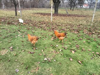 Predám Kohúty Oravka Hnedá a Vlaška Jarabičia - 4