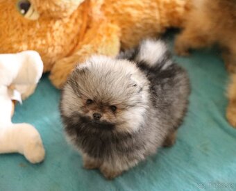 Pomeranian - 4