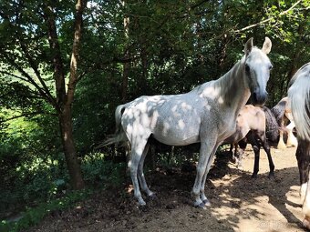 Kobyla originál arab - 4