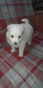 Mám na predaj Fenku  japonského  špica - 4