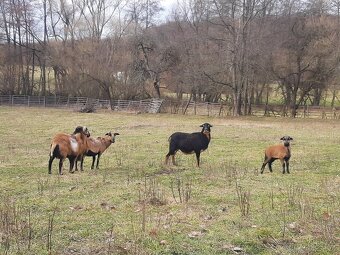 Predám kamerunské ovce - 4