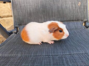 Cuy morčata - 4