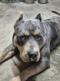 American Bully s PP,ABKC - 4