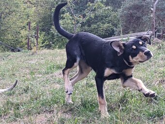 Austrálske kelpie na pasenie - 4