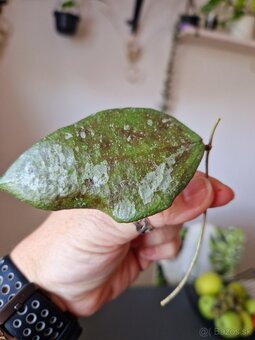 Hoya caudata silver - 4