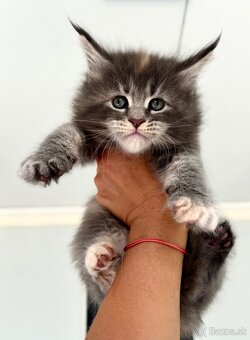 Gianna s PP Mainská Myvalia Maine Coon - 4