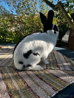 Králik Český strakáč - 4