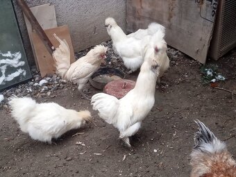 kohut Hodvábničky - 4