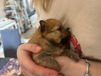 Pomeranian - Nemecky trpasličí špic - šteniatka - 4