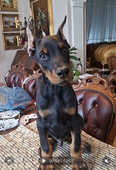 DOBERMAN ŠTENIATKA S FCI P.P - 4