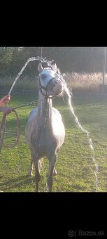 Welsh Mountain Pony - 4