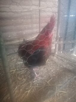 Maranska medenokrka - 4