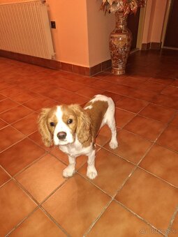 Cavalier King španiel - 4
