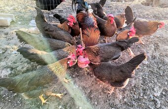 NV vlaška jarabicia - 4