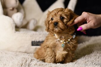 Cavapoo F1 psík hľadá milujúci domov - 4