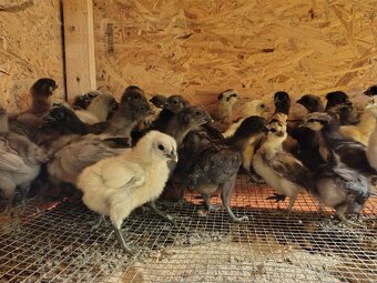 Predám kuriatka ayam cenami - 4