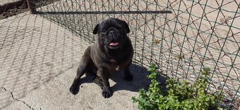 Mops na predaj - 4