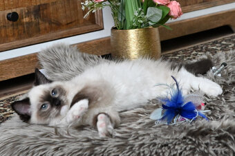 RAGDOLL mačička s rodokmeňom / PP/, odber júl - 4