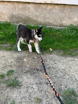 Sibirsky husky - 4