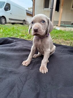 Weimarský stavač šteniatka - 4