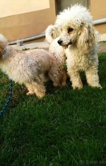 Toy Pudlik - Mini Pudel - 4