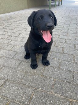 Labrador - 4