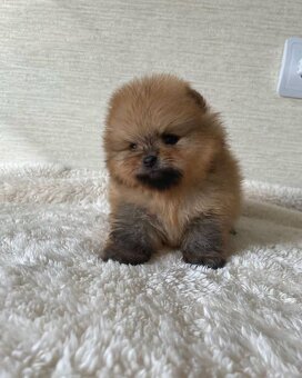 Pomeranian Boo - 4