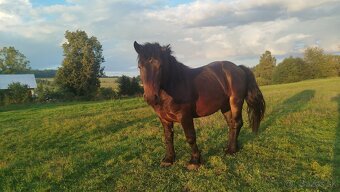 Ťažné žrebce - 4