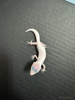 gekončik nočný murphy patternless mac snow temper albino - 4