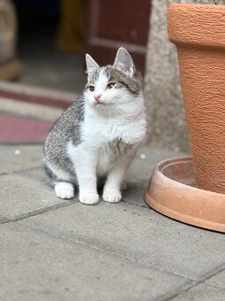 Darujem mačiatko - 4