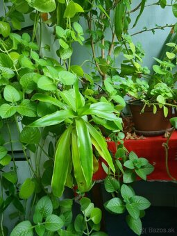 Kalísia voňavá - 4