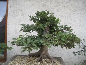 bonsai,bonsaj-javor maxi shohin - 4