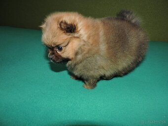 špic malý oranžový,fenka - 4