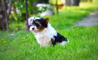 Biewer-yorkshirsky terrier  mini - 4