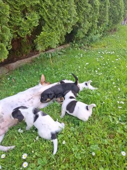 Jack Russela - 4