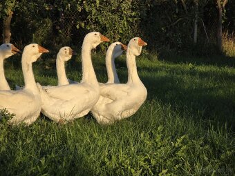 Predám ruské Cholmogorské husi - 4