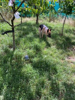 Nemecký ovčiak - 4